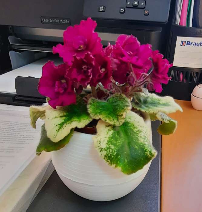 Фотография покупателя товара Горшок для цветов с поддоном «Япония», 125 мл, d=8 см, h=6,5 см, цвет фиолетовый - Фото 82