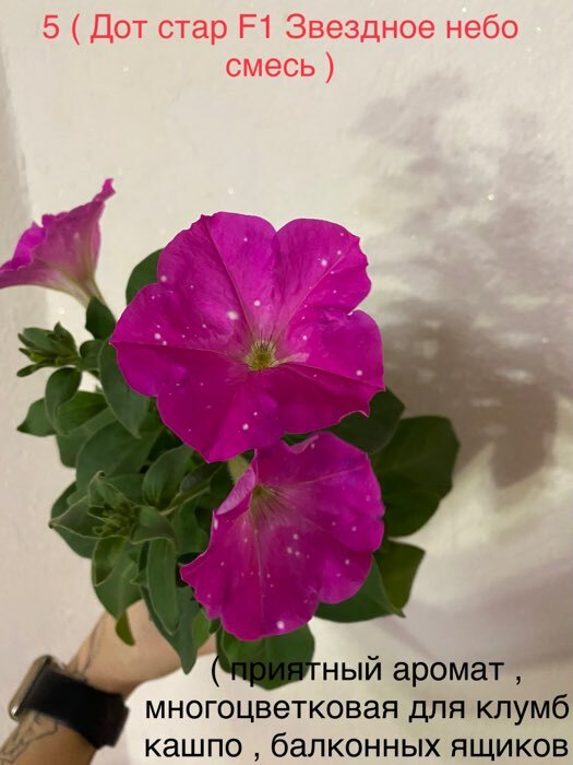 Фотография покупателя товара Семена цветов  Петуния Дот Стар "Звездное небо", смесь многоцветковая, F1, 5 шт - Фото 5