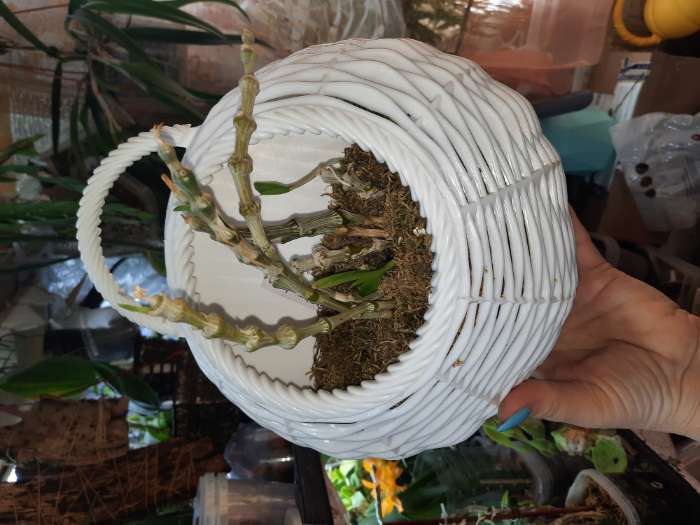 Фотография покупателя товара Кашпо пластиковое для цветов настенное «Плетёнка», 900 мл, цвет МИКС - Фото 1