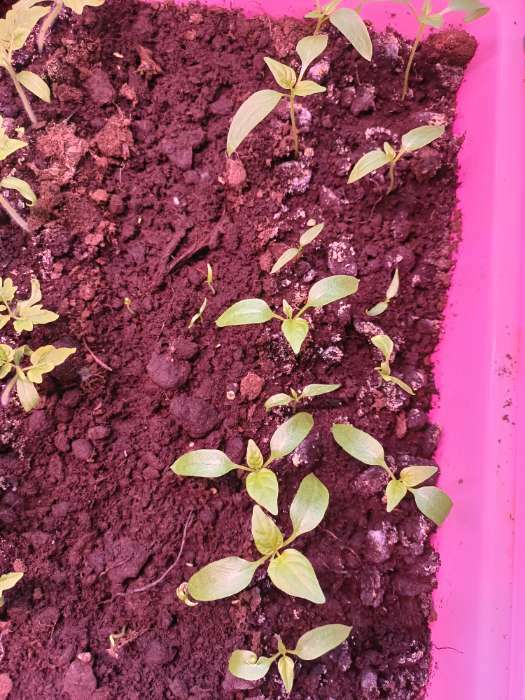 Фотография покупателя товара Семена Перец сладкий "Оранжевый красавец", 15 шт - Фото 3