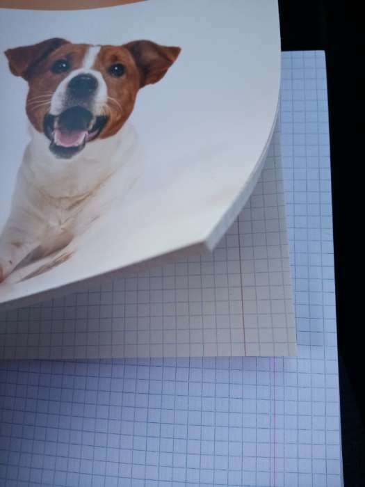 Фотография покупателя товара Тетрадь в клетку, 96 листов А5 на скрепке, «1 сентября: Весёлый пёс» ,обложка мелованный картон 230 гр., внутренний №2, блок белизна 80 %