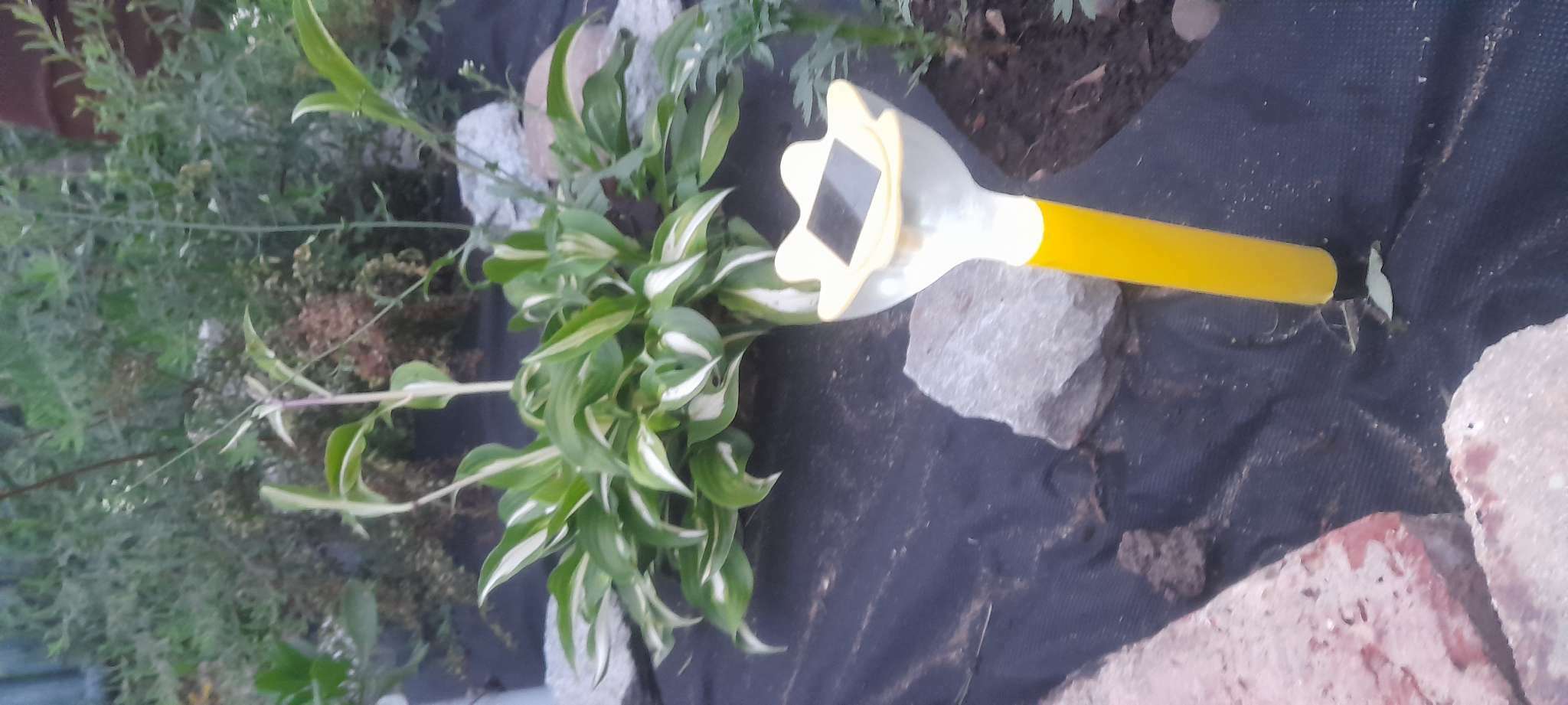 Фотография покупателя товара Садовый светильник на солнечной батарее «Цветок жёлтый», 6 × 29 × 6 см, 1 LED, свечение белое - Фото 2