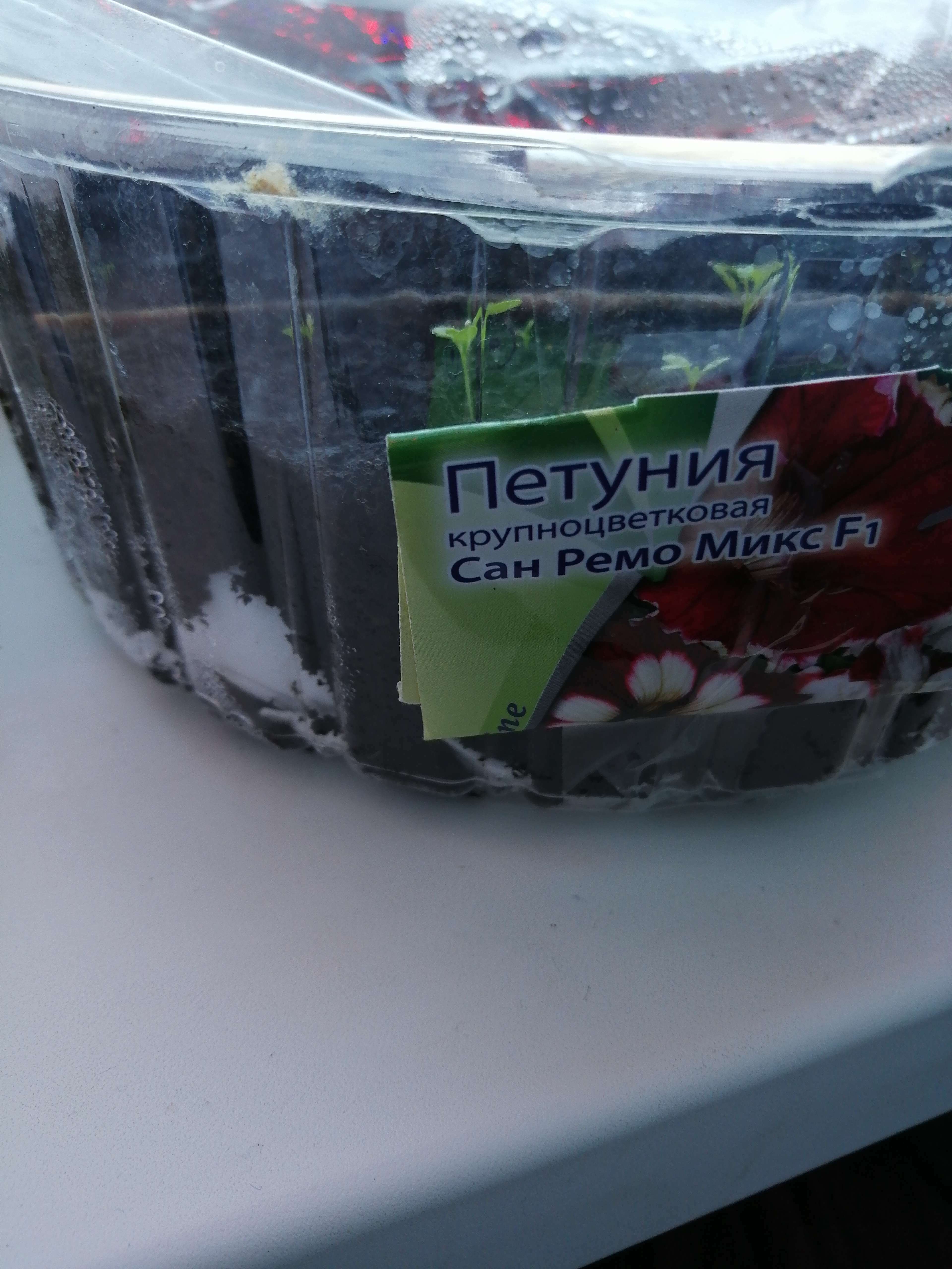 Фотография покупателя товара Семена цветов Петуния крупноцветковая "Сан Ремо Микс", F1, 7 шт