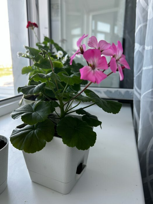 Фотография покупателя товара Семена цветов Пеларгония "Нано", "Розовая", 3 шт