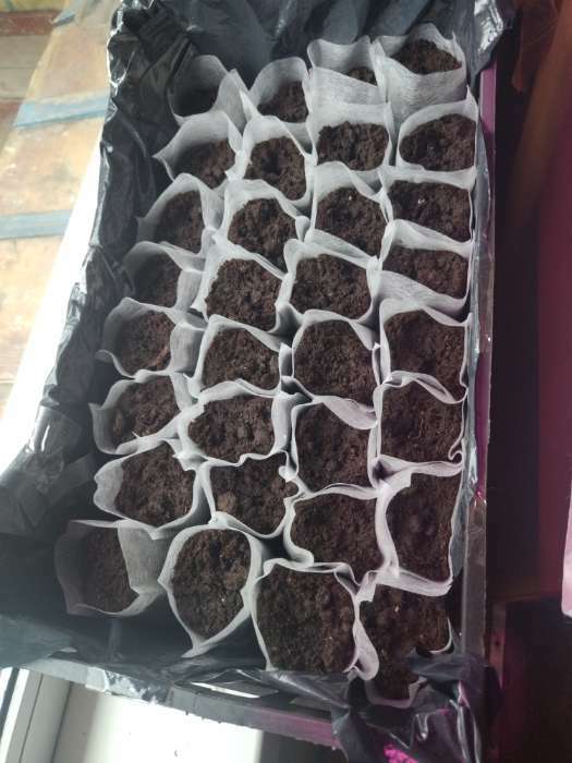 Фотография покупателя товара Пакет для рассады, 5.7×9 см, спанбонд плотностью 25 г/м², Greengo - Фото 5