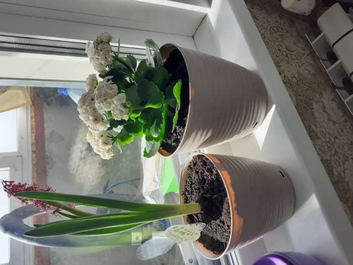 Фотография покупателя товара Горшок для цветов с поддоном Saffron, 1,5 л, d=14,6 см, h=13,5 см, цвет бежевый - Фото 2