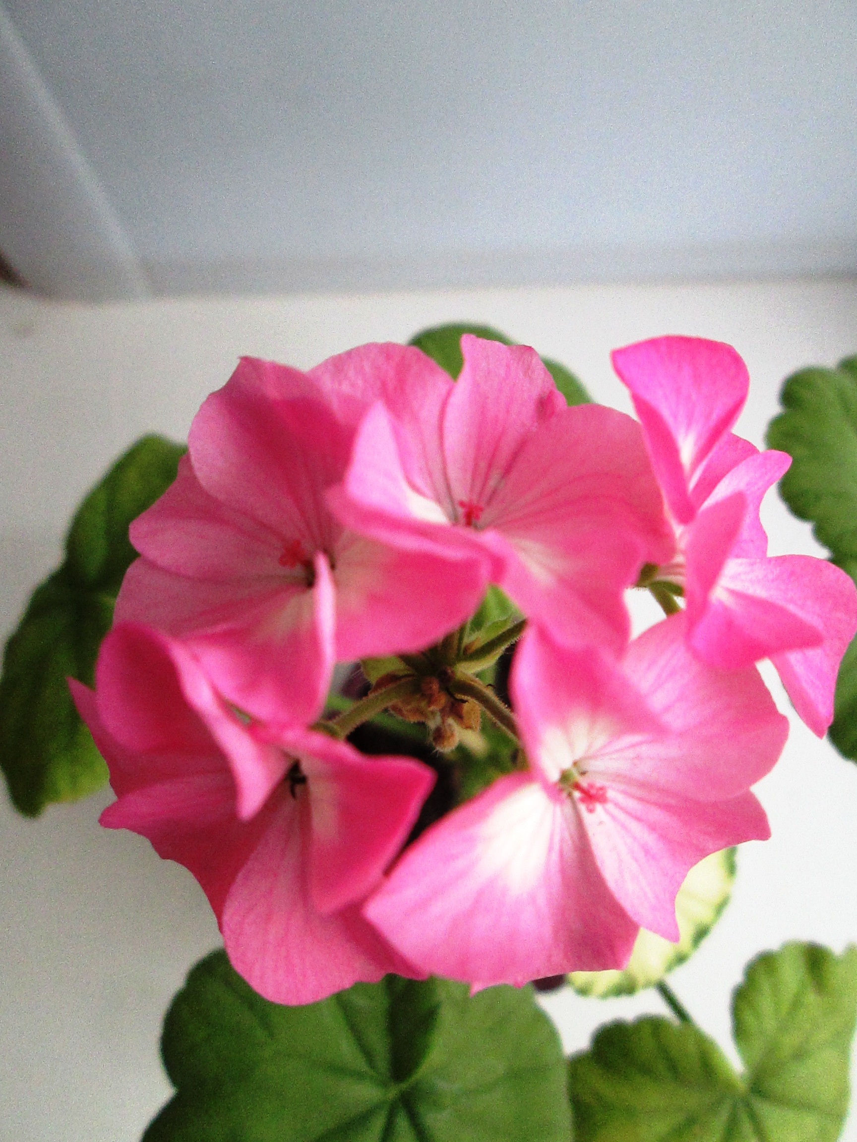 Фотография покупателя товара Семена цветов Пеларгония "Дансер Дип Роуз", зональная, Сем. Алт, ц/п, 4 шт - Фото 2