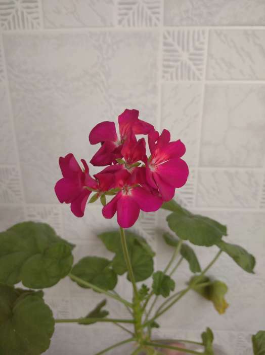 Фотография покупателя товара Семена комнатных цветов Пеларгония "Виолет", 4 шт. - Фото 12