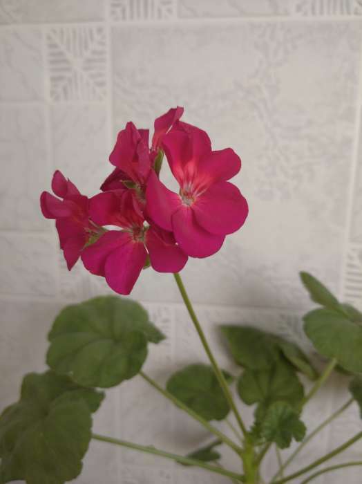 Фотография покупателя товара Семена комнатных цветов Пеларгония "Виолет", 4 шт. - Фото 13