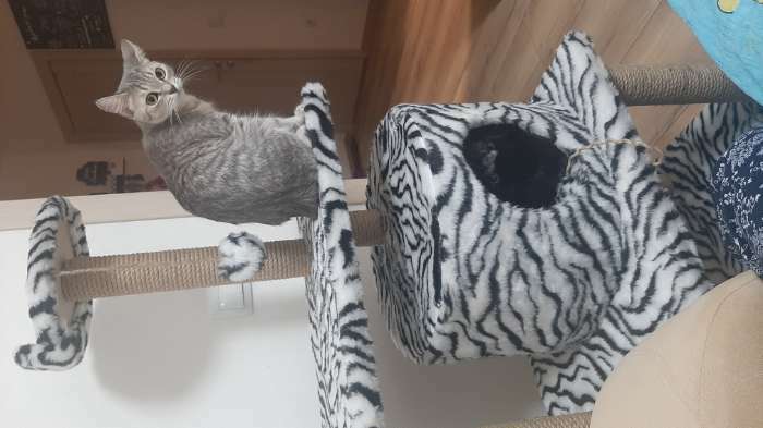 Фотография покупателя товара Домик для кошек с когтеточкой, круглый с игрушками, 65 х50 х 130 см, зебра - Фото 1