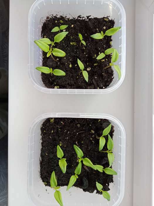 Фотография покупателя товара Семена Перец сладкий "Сиреневый Блеск", 0,1 г - Фото 9