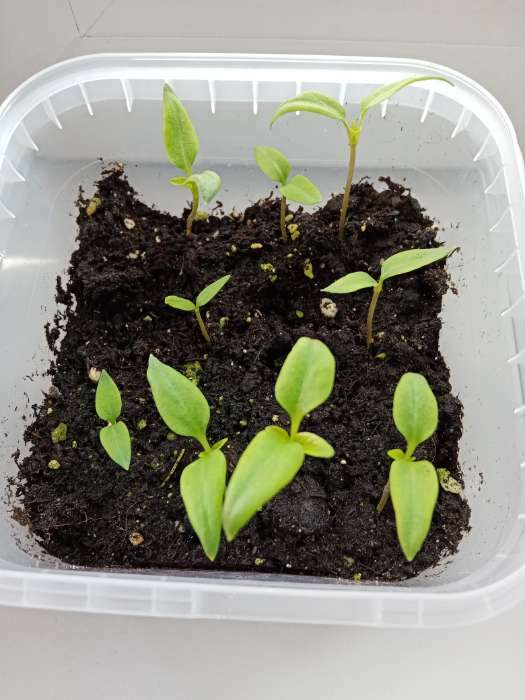 Фотография покупателя товара Семена Перец сладкий "Сиреневый Блеск", 0,1 г - Фото 10