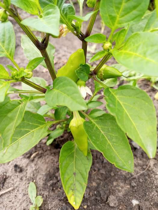 Фотография покупателя товара Семена Перец сладкий "Сиреневый Блеск", 0,1 г - Фото 5