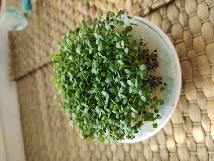 Фотография покупателя товара Набор для выращивания «Моя микрозелень», рукола - Фото 6