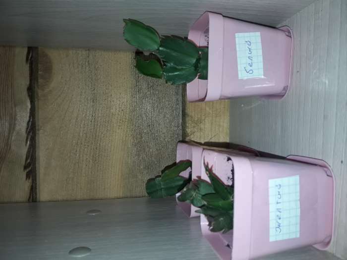Фотография покупателя товара Горшок для цветов с поддоном, 8×8×10 см, 0,4 л, цвет МИКС - Фото 1