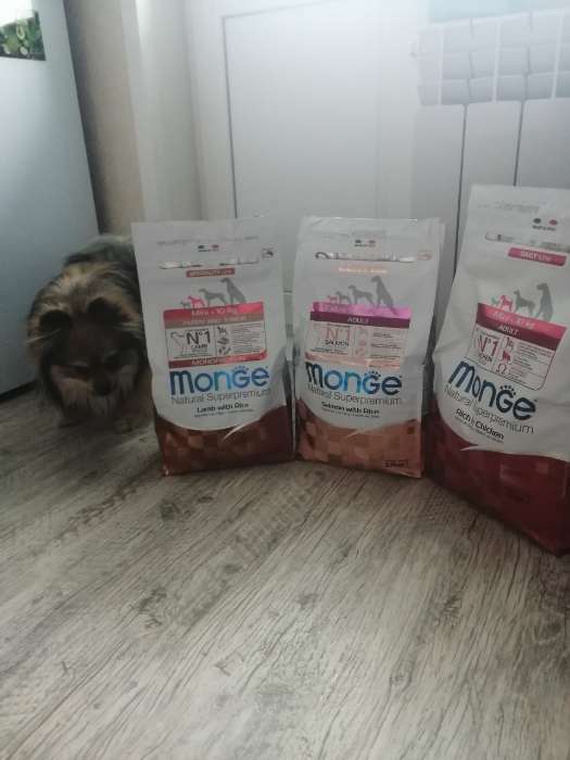 Фотография покупателя товара Сухой корм Monge Dog Speciality Extra Small для собак, лосось/рис, 2,5 кг. - Фото 1