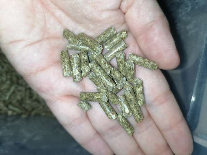 Фотография покупателя товара Корм "ЗООМИР Луговые травы" для кроликов и грызунов, гранулы, 500 г - Фото 3