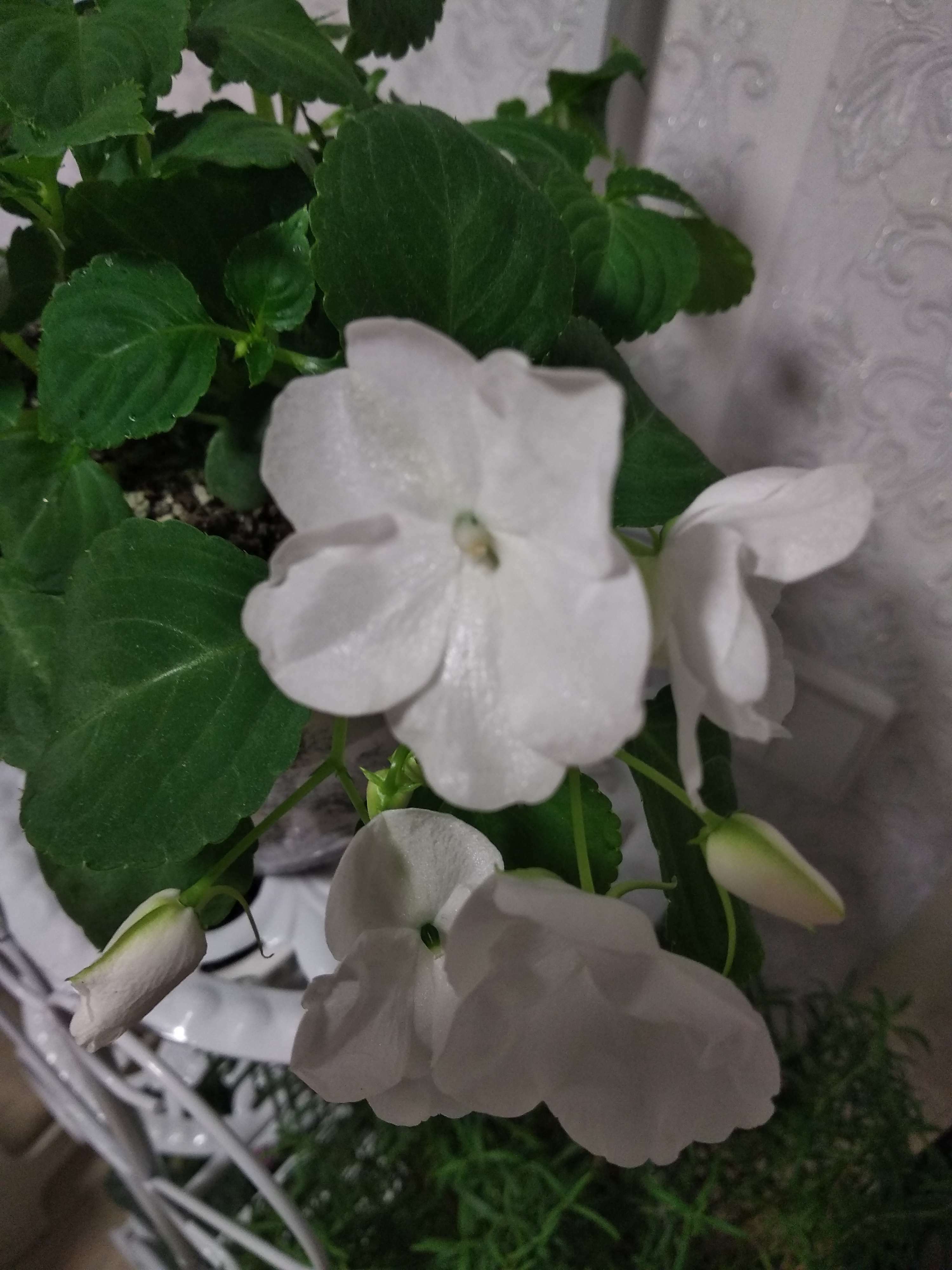 Фотография покупателя товара Семена цветов Бальзамин "Карнавал", белый, Мн., 8 шт - Фото 2