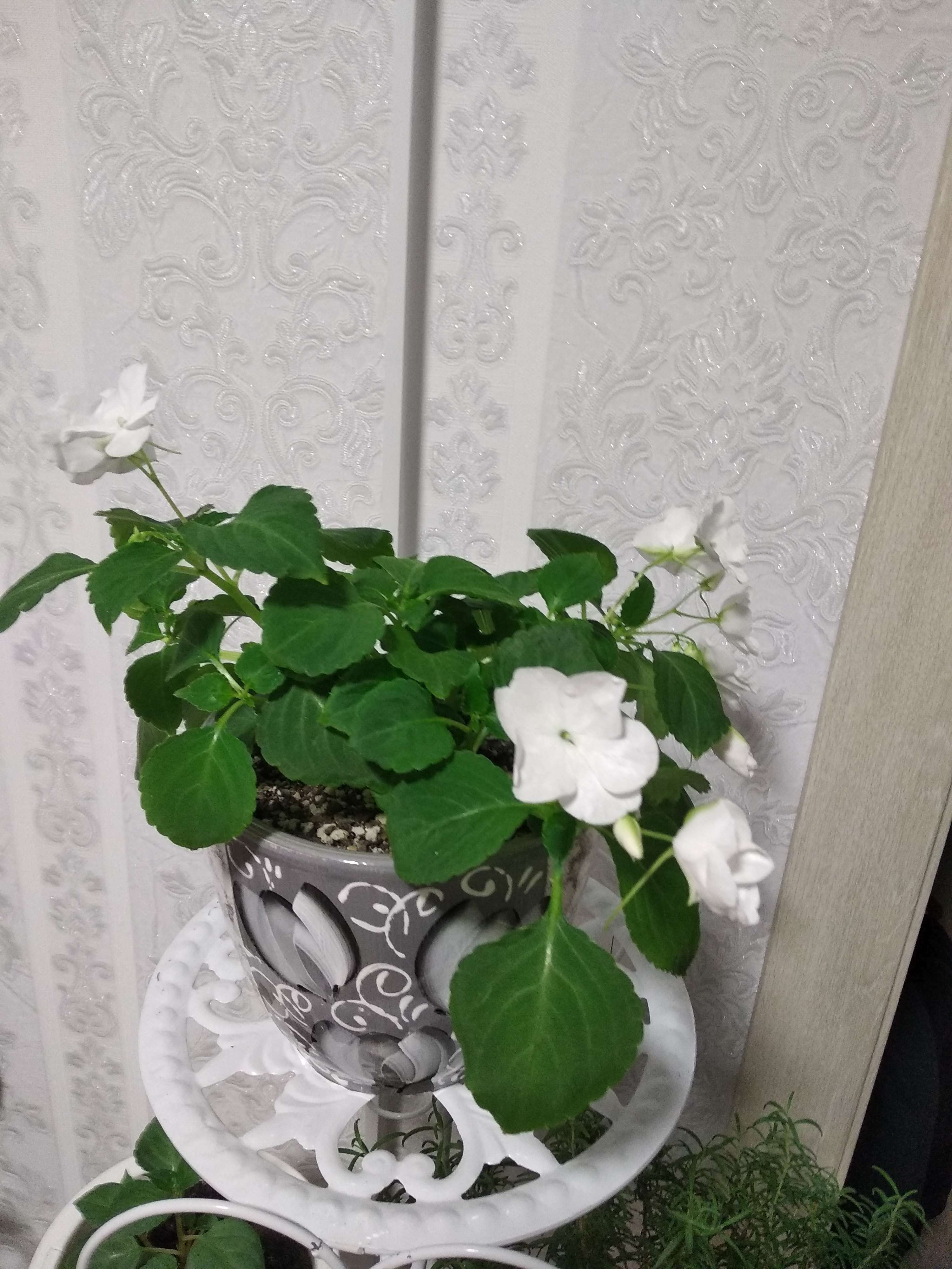 Фотография покупателя товара Семена цветов Бальзамин "Карнавал", белый, Мн., 8 шт - Фото 1