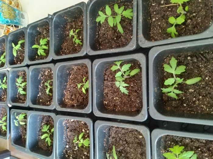 Фотография покупателя товара Грунт для рассады «Рецепты Дедушки Никиты» 5 л. - Фото 19