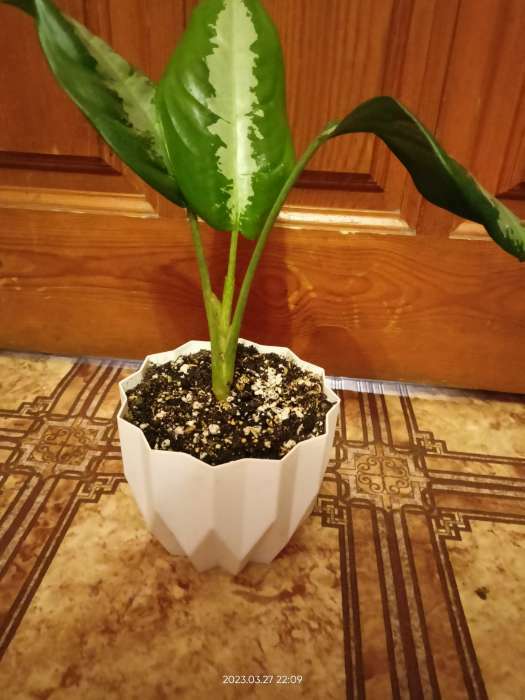 Фотография покупателя товара Кашпо для цветов «Геометрия», 800 мл, d=13 см, h=16 см, цвет мокачино - Фото 1