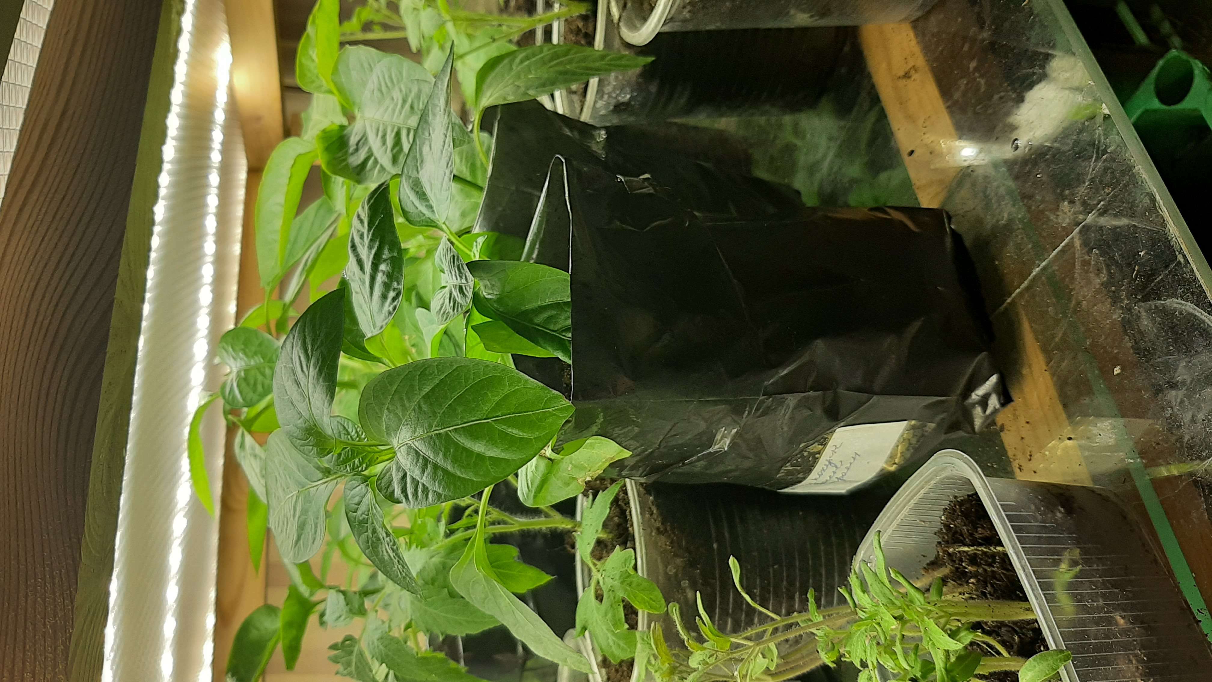 Фотография покупателя товара Пакет для рассады, 600 мл, 8×14 см, полиэтилен, толщина 50 мкм, с перфорацией, чёрный, Greengo - Фото 7