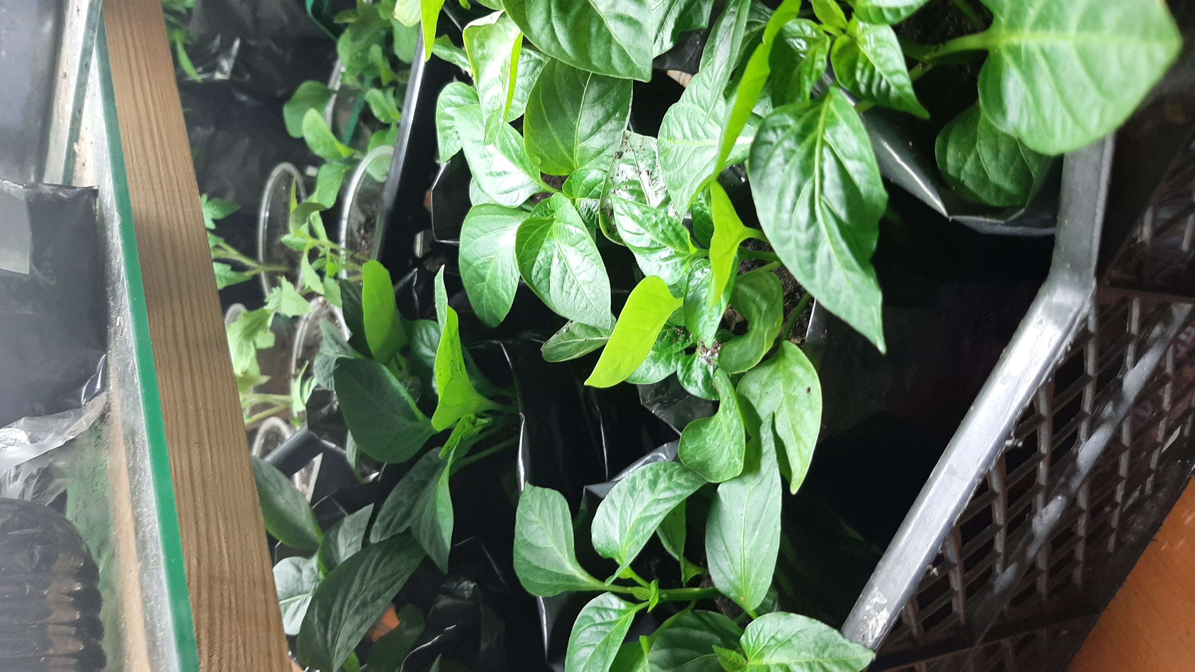 Фотография покупателя товара Пакет для рассады, 600 мл, 8×14 см, полиэтилен, толщина 50 мкм, с перфорацией, чёрный, Greengo - Фото 8