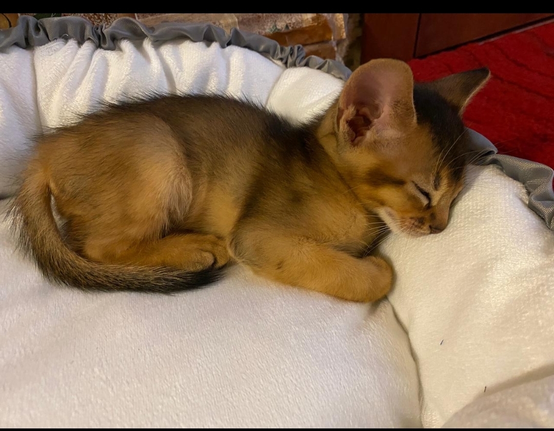 Фотография покупателя товара Лежанка для кошек и собак двусторонняя светло-коричневая, 50-30х12 см - Фото 4