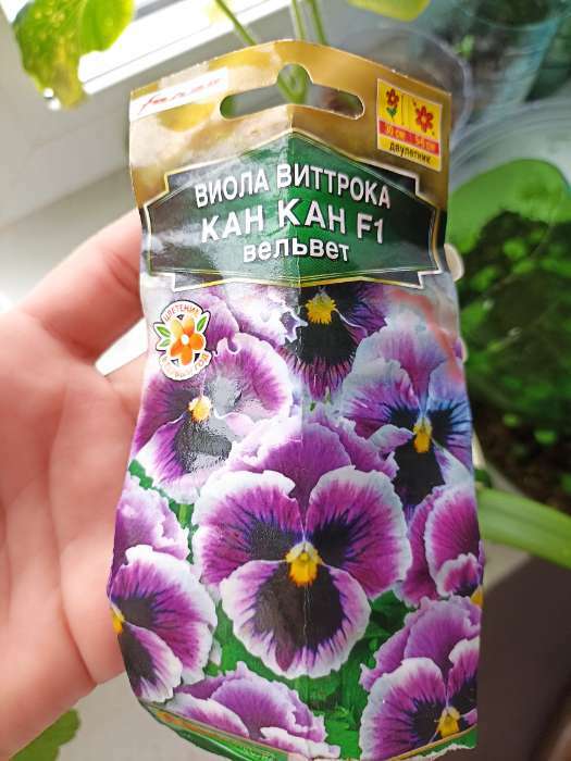 Фотография покупателя товара Семена цветов Виола "Кан Кан", F1, вельвет, Дв, 7 шт. - Фото 2