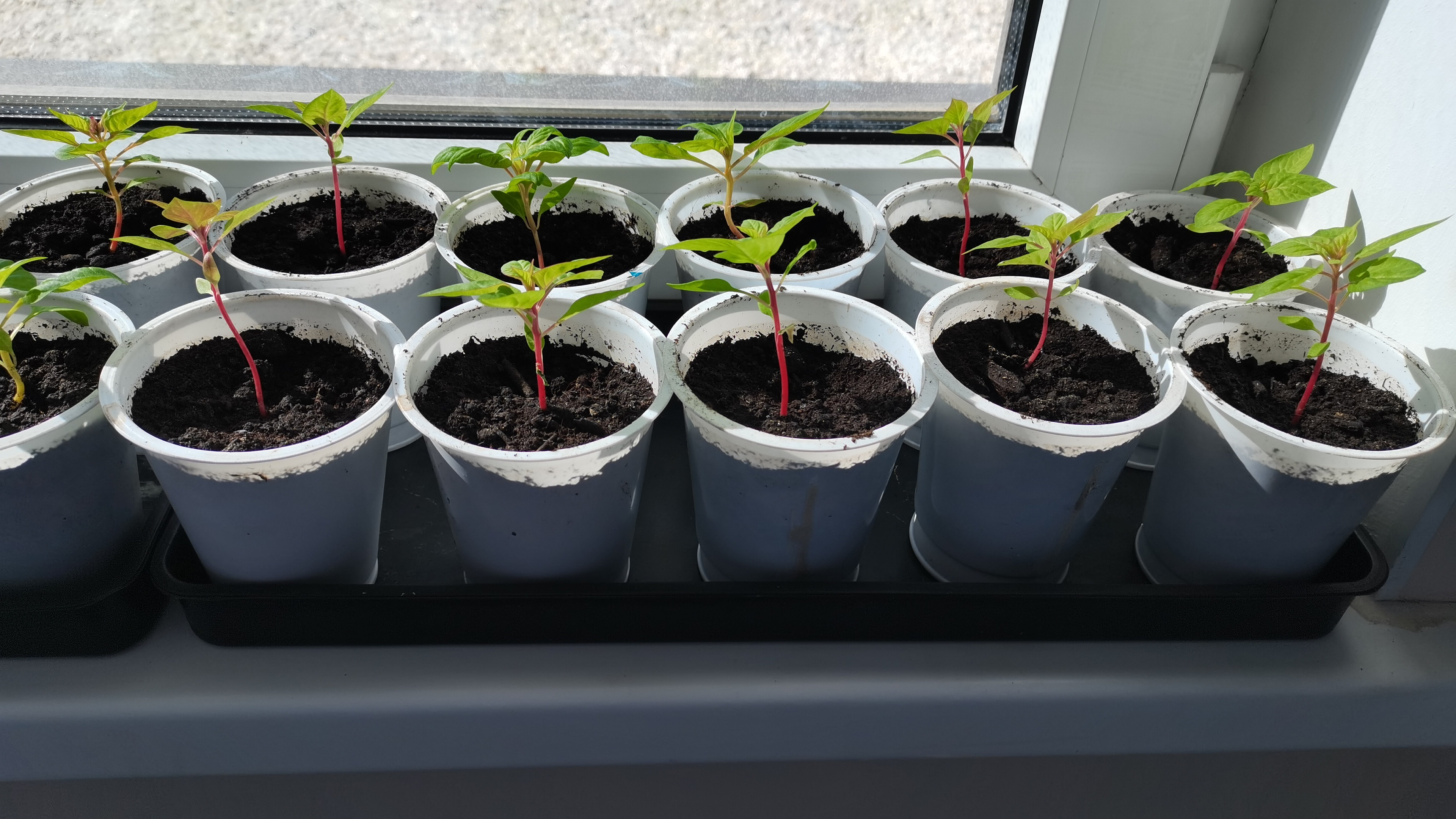 Фотография покупателя товара Поддон для рассады, 43×17×3 см, полипропилен, цвет МИКС, Greengo - Фото 11