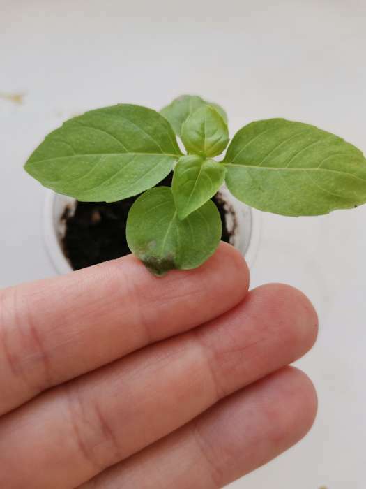 Фотография покупателя товара Семена Базилик овощной "Шалун", 0,1 г - Фото 1