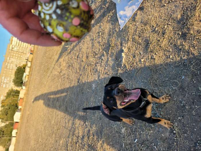 Фотография покупателя товара Игрушка пищащая «Чудо-мяч», 6.5 см, жёлтая - Фото 2