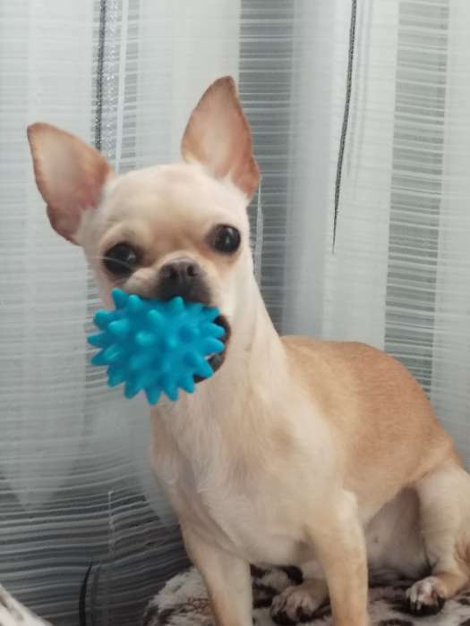 Фотография покупателя товара Игрушка пищащая "Мяч с шипами" для собак, 6,5 см, голубая - Фото 1