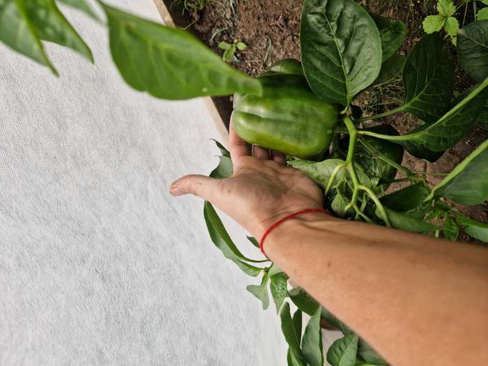 Фотография покупателя товара Семена Перец сладкий "Коричневый куб", 20 шт - Фото 1