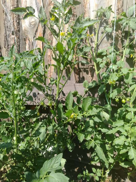 Фотография покупателя товара Семена томат «Сахарные Уста», раннеспелый сорт для закрытого и открытого грунта, 20 шт. - Фото 1