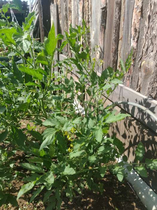 Фотография покупателя товара Семена томат «Сахарные Уста», раннеспелый сорт для закрытого и открытого грунта, 20 шт. - Фото 2