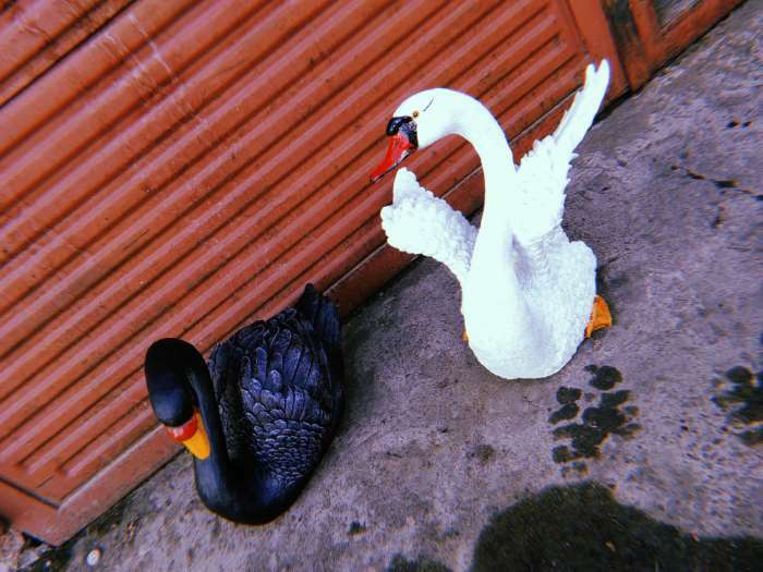 Фотография покупателя товара Садовая фигура "Лебедь" черный, 34х25х40см - Фото 1