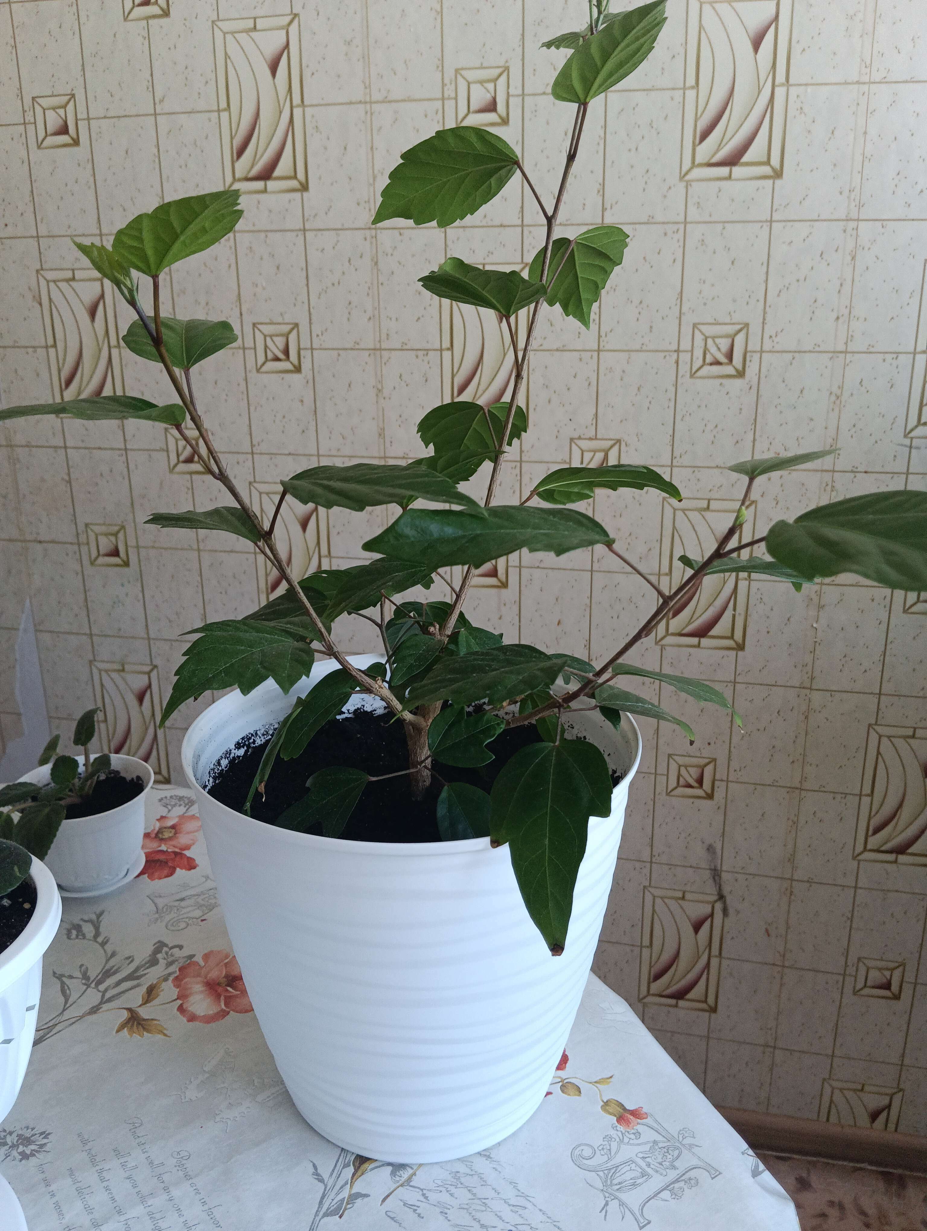 Фотография покупателя товара Горшок для цветов с поддоном Saffron, 5.4 л, d=22.4 см, h=20.5 см, пластиковый, белый - Фото 2
