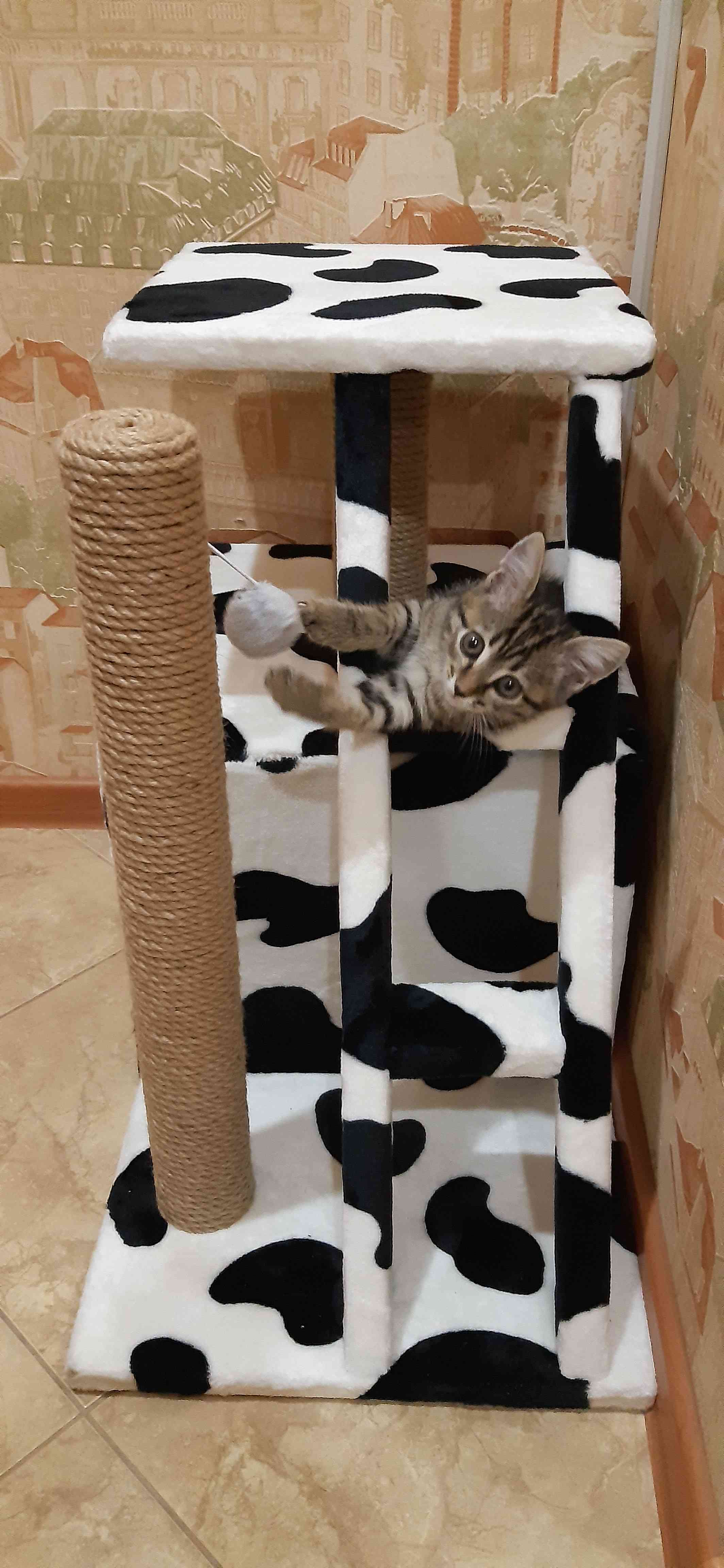 Фотография покупателя товара Домик для кошек с когтеточкой "Домосед", с лестницей и площадкой, 60 х 35 х 56 см, микс - Фото 28