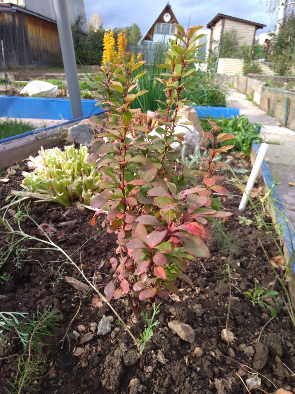 Фотография покупателя товара Саженец Барбарис (горшок р9) Эректа, 1 шт, Осень 2025 - Фото 1