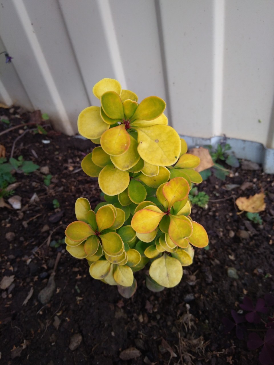Фотография покупателя товара Саженец Барбарис (горшок р9) Эректа, 1 шт, Осень 2025 - Фото 2