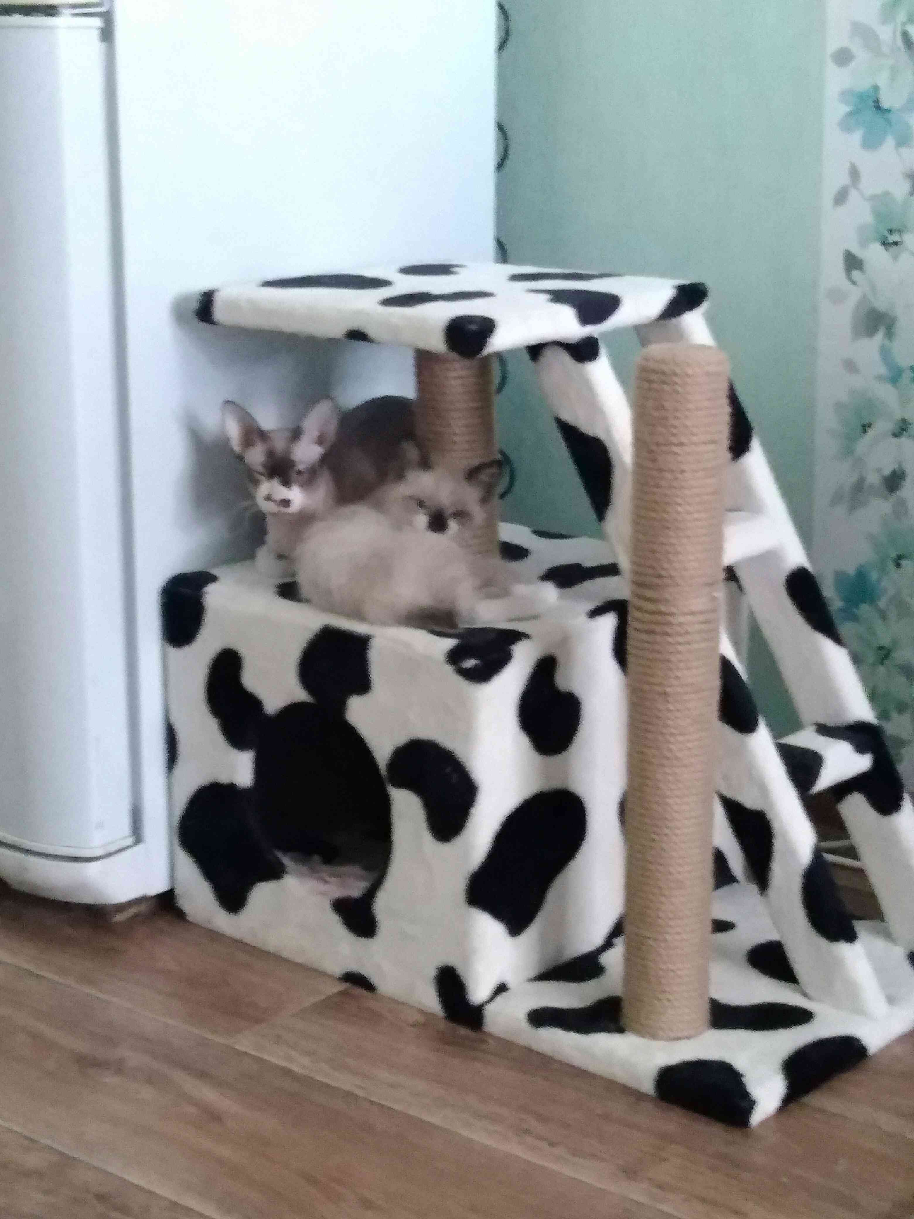 Фотография покупателя товара Домик для кошек с когтеточкой "Домосед", с лестницей и площадкой, 60 х 35 х 56 см, микс - Фото 26