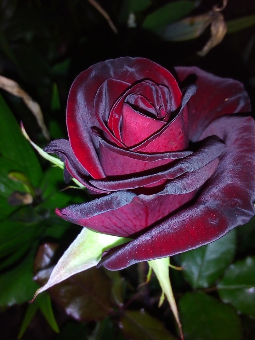Фотография покупателя товара Саженец розы Блек Баккара, 1шт, Весна 2022 - Фото 13