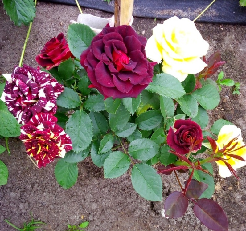 Фотография покупателя товара Саженец розы Абра-Кадабра,  Весна 2024, 1 шт.