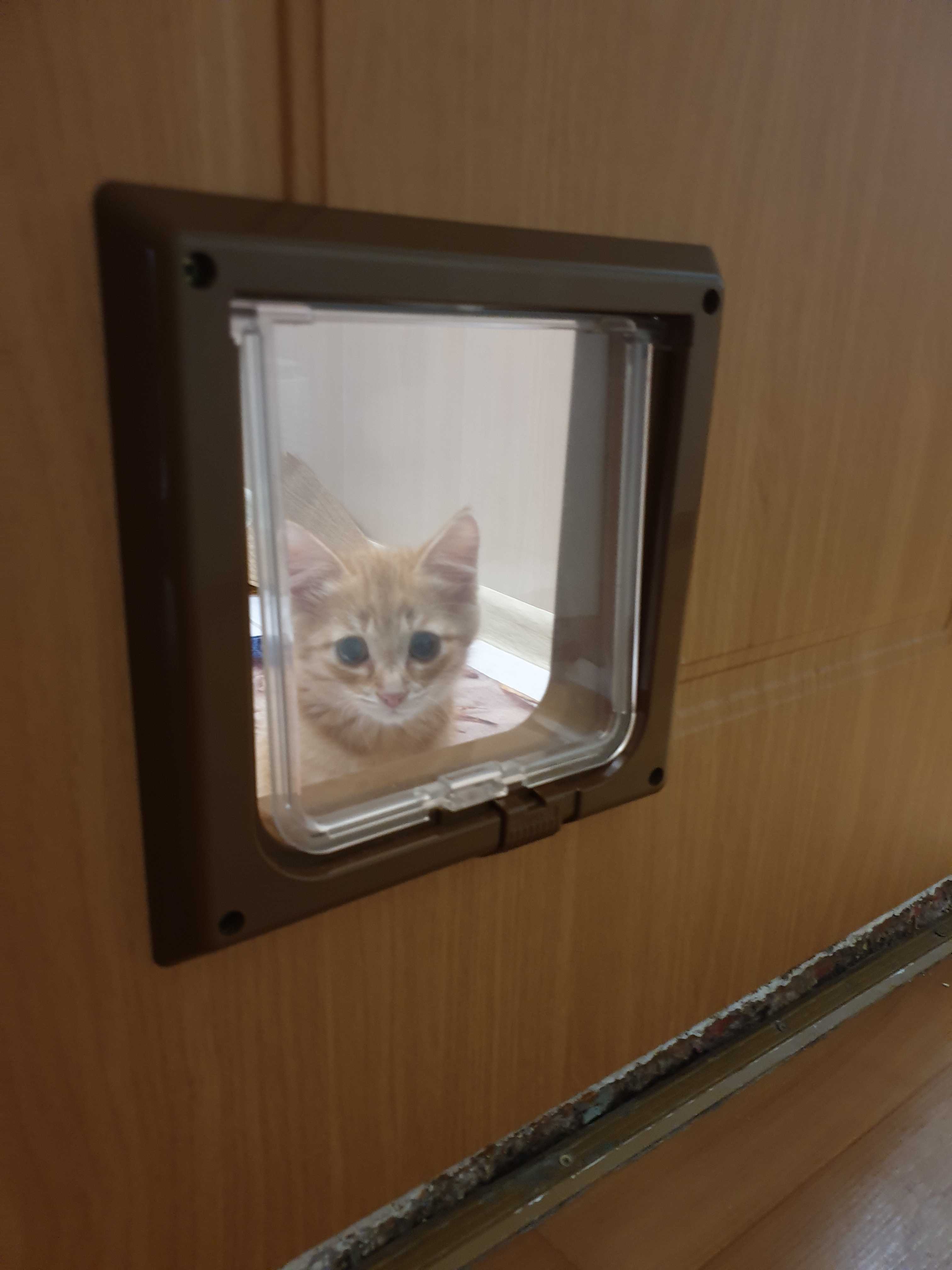 Фотография покупателя товара Дверца для кошек «БАРСИК», проём 145*145 мм, толщина двери 36-42 мм, белый - Фото 3