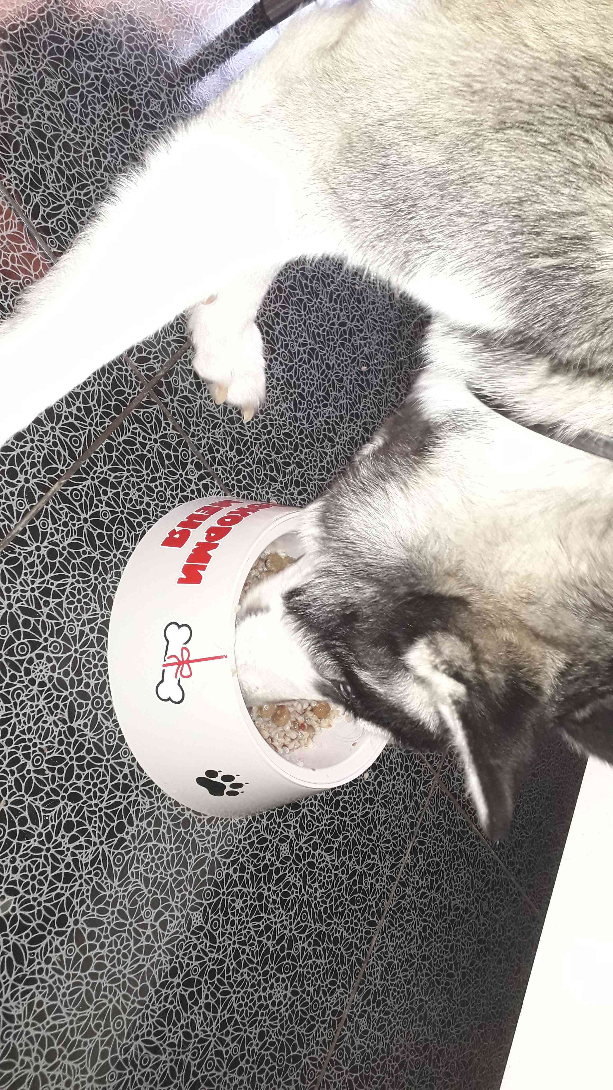 Фотография покупателя товара Миска "Дружок" для собак, 1,2 л, 23 x 23 x 8,2 см, светло-серый - Фото 1