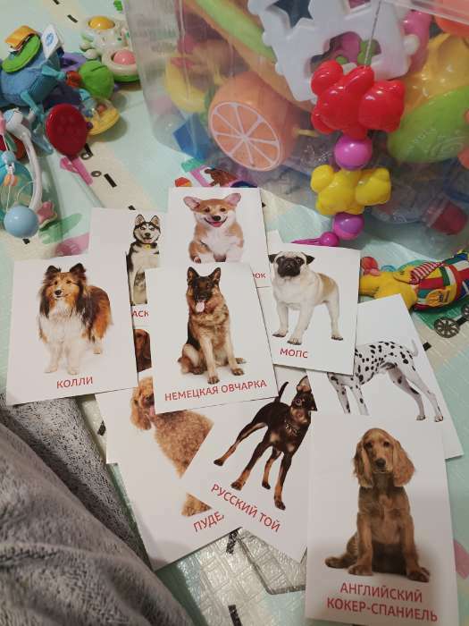 Фотография покупателя товара Обучающие карточки по методике Г. Домана «Собаки», 10 карт, А6