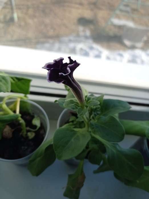 Фотография покупателя товара Семена цветов Петуния "Хулахуп блю" F1, О, 10шт - Фото 11