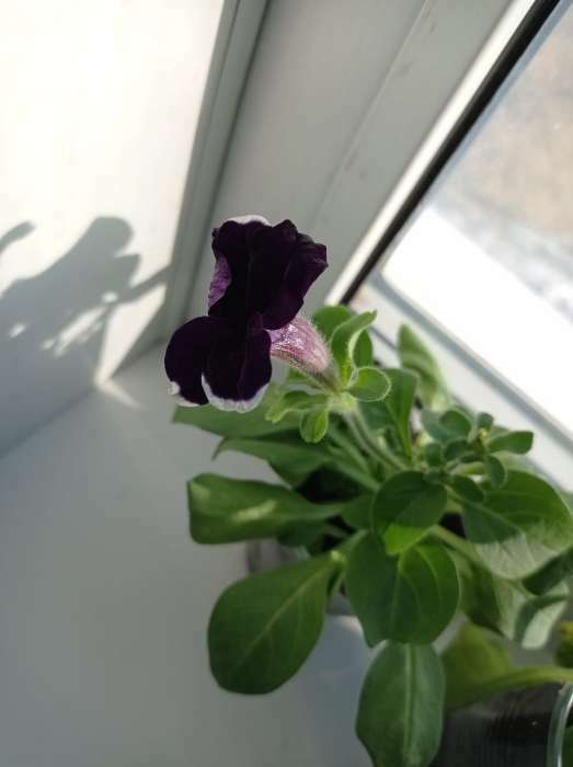 Фотография покупателя товара Семена цветов Петуния "Хулахуп блю" F1, О, 10шт - Фото 12