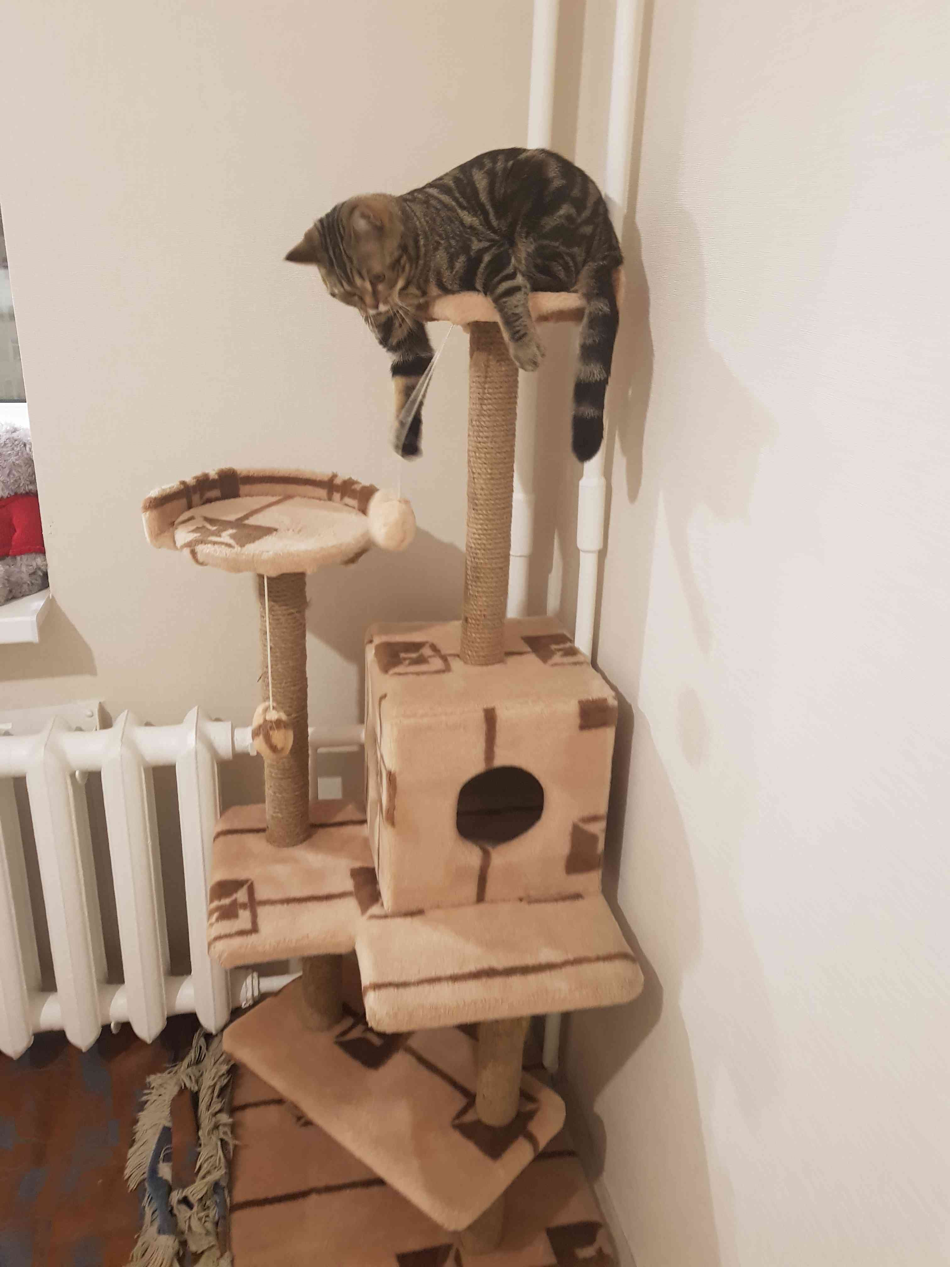 Фотография покупателя товара Комплекс для кошек "Лестница", 56 х 52 х 140 см, джут, микс цветов - Фото 16